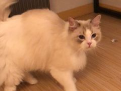-四月宠物医院·猫专科·心脏专科·内科(转塘店)