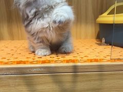 -欣宠猫屋·矮脚拿破仑·蓝金金渐层