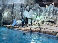 -帝企鹅自助餐厅•儿童岛•真企鹅(长隆企鹅酒店)