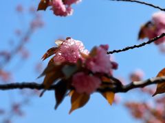 -高东镇樱花园