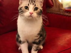 -猫大福·Fortune Cat猫舍(百子湾店)