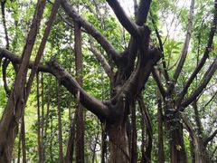 -云溪植物园
