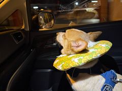 -芭比堂宠物医院·全科爱猫医院·仁德分院