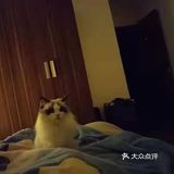 每次都看它一脸享受的样子，哈