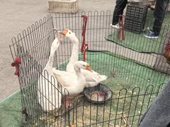 -蒲河大集