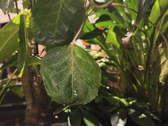 -半秋山西餐厅(巴南万达广场店)