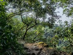 -宜兴龙背山森林公园