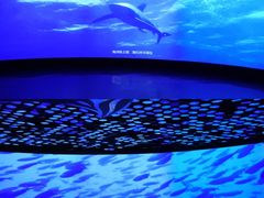 -同济大学四平路校区深海探索馆