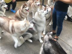 -TrueLove @ Neverland (Husky Cafe)