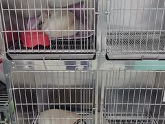 -利又安动物医院··老年病·猫科犬科·中兽医