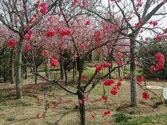 -武清南湖绿博园