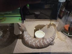-酷以爬仙阁实体爬宠店·守宫·蜥蜴·专业繁育