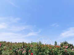 -石家庄市植物园