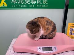 -半岛宠物医院24小时(科华中路店)