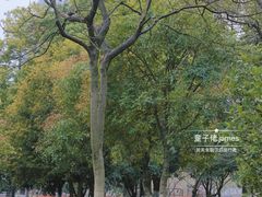 -西湖文化广场