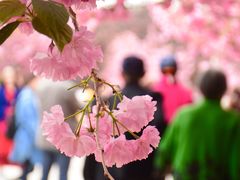 -莱阳濯村樱花园
