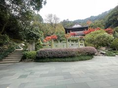 -十八棵（老龙井）御茶园(老龙井店)