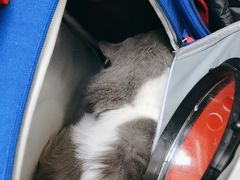 -瑞派宠物医院·24h·骨外科·皮肤科·全科宠物医疗转诊中心(沈阳浑南院)