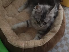 -小猫来了·猫舍(红山六九七九店)