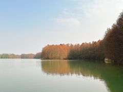 -上海海湾国家森林公园