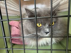 -瑞鹏宠物医院·骨科·猫科·内科(第一中心)