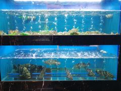 水产区-海玥荟海鲜姿造自助餐厅(欧罗巴广场店)