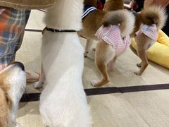 -逗柴咖啡屋·狗咖猫咖宠物桌游