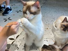 -喵喵咪呀布偶猫咖(春熙路店)