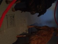 -青藏高原自然博物馆