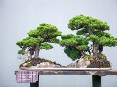 -盆景园(扬州大运河文化旅游度假区)