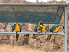 -西霞口神雕山野生动物世界