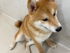 -共舞时光猫咖·狗咖(新街口店)