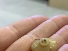 -奈斯宠物医院·核磁CT·异宠专科·内镜(中南店)