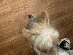 -瑞派紫金宠物医院24小时·骨科·中兽医·重症转诊中心(番禺大石院)
