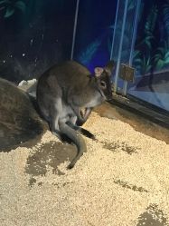 -未来动物城动物主题公园(大悦城店)