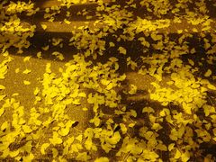 -四川大学(华西校区)