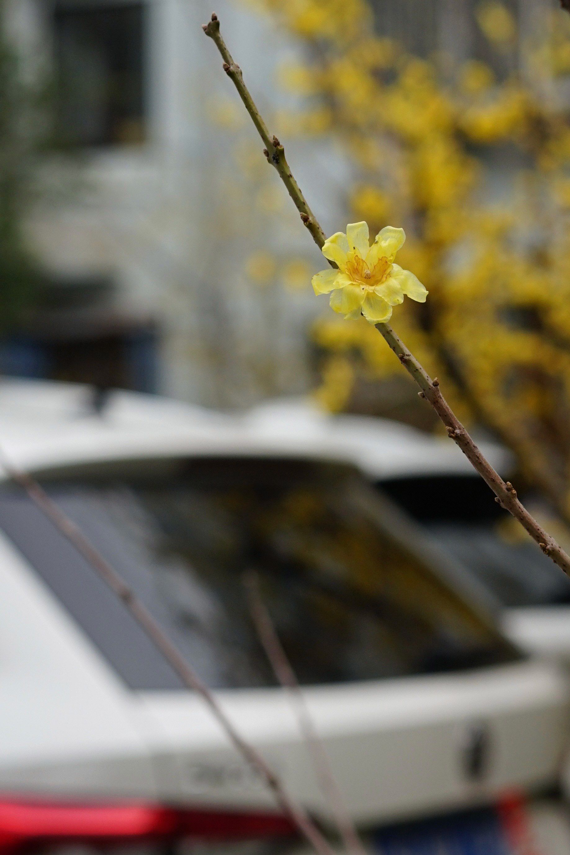 腊梅迎春