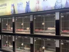 -翊宠yipet猫狗购宠庄园