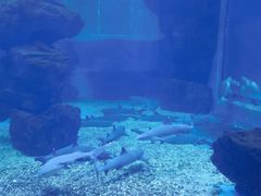 -多彩贵州城极地海洋世界