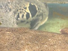 -码头鲜精致威海菜(欧乐坊店)