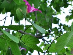 -纪念孙中山市政公园