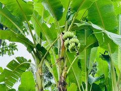 -大象粑粑造纸公园