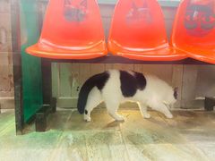 -猫咪博物馆(顶澳仔猫街店)