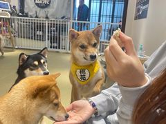 -逗柴咖啡屋·狗咖猫咖宠物桌游