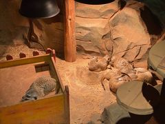 -绿色星球动物主题公园