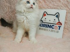 -十年猫舍·猫咪专门店(普陀店)