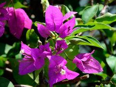 -三亚亚龙湾凯莱仙人掌度假酒店