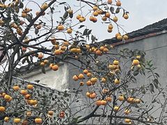 -金鱼妈妈 山野·食趣(荫山街店)