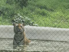 -石家庄市动物园