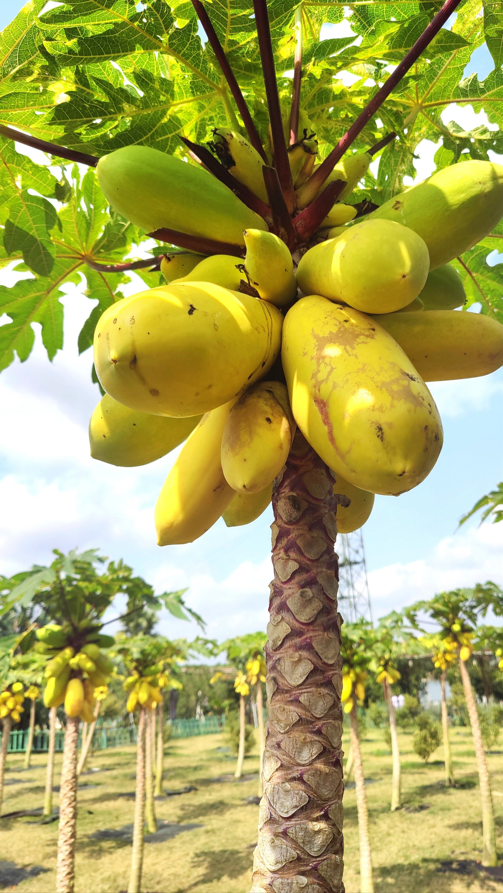 这是位于海南琼海的世界热带水果园!果实累